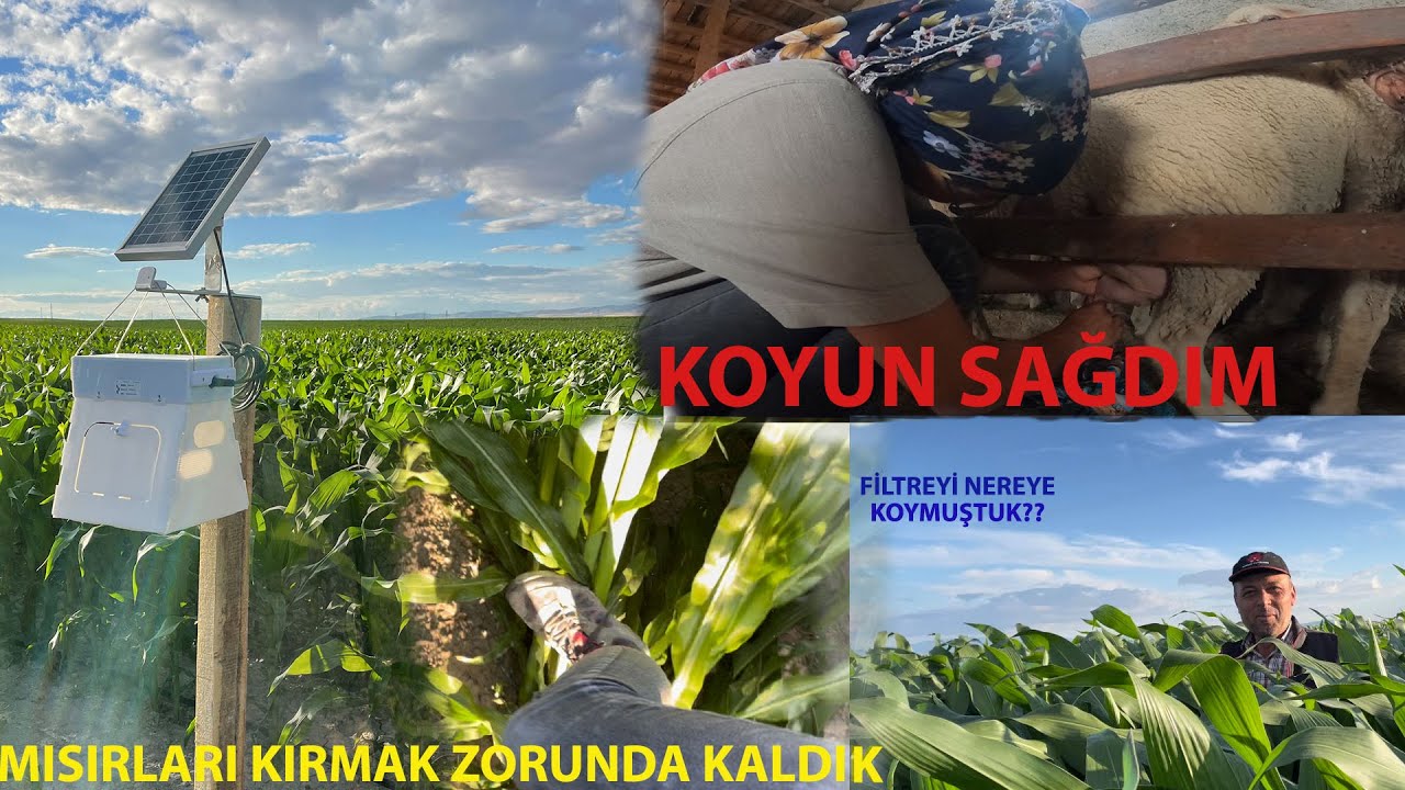 120 KOYUN SAĞDIK/MISIRLARI KIRMAK ZORUNDA KALDIK/DAMLAMA FİLTRESİNİ BULAMADIK/ MISIRA İKİNCİ SİSTEM!