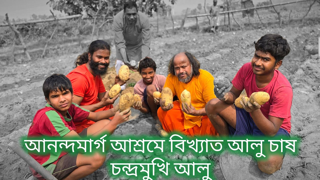 আমাদের নিজেদের চাষ করা চন্দ্রমুখী আলু বিখ্যাত আলু আনন্দমার্গ স্কুলে