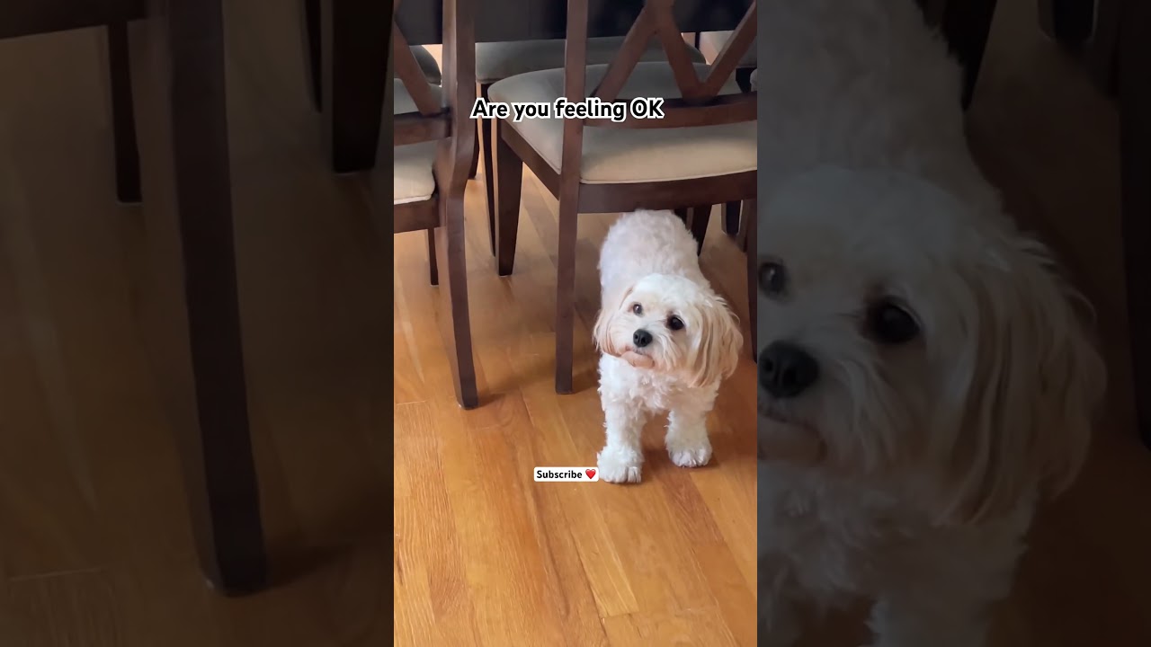 Snoopy&rsquo;s Gentle Reminder: You Matter 💛 Have a Beautiful Day #shorts #ytshorts #youtubeshorts #dog