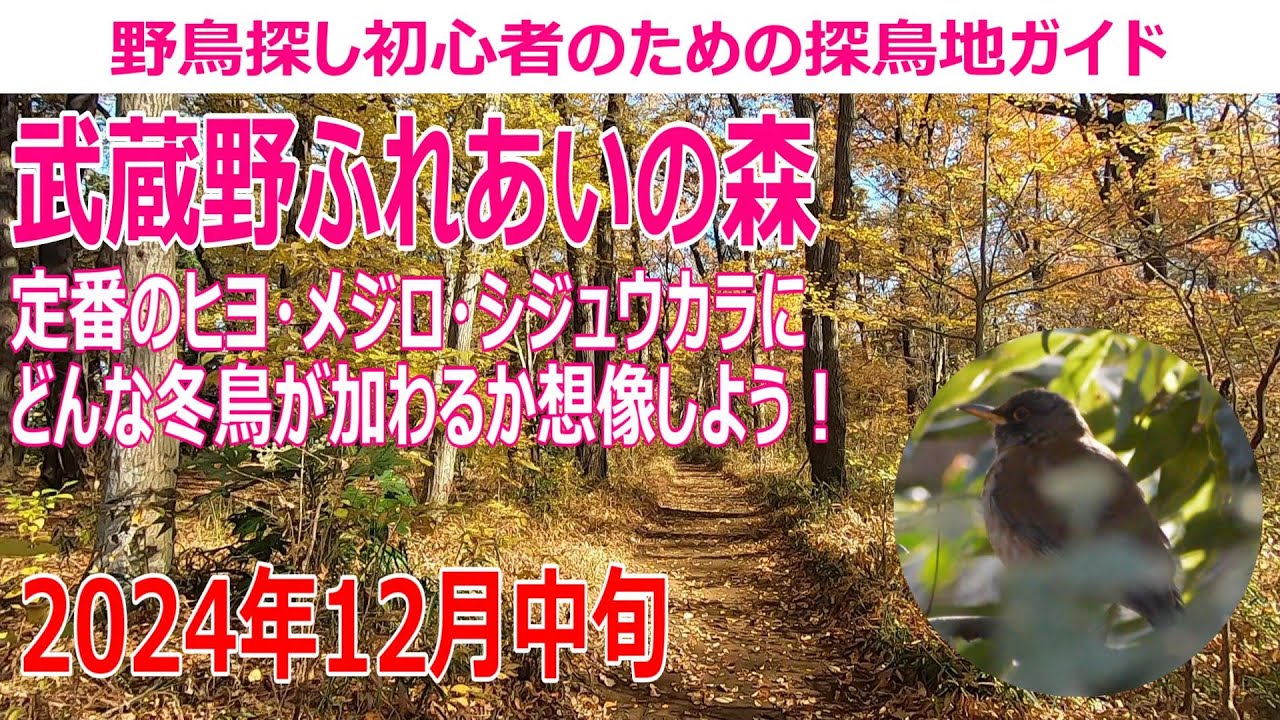 武蔵野ふれあいの森(埼玉県)の探鳥地レポートです　定番のヒヨ・メジロ・シジュウカラにどんな冬鳥が加わるか想像しよう！　2024年12月中旬