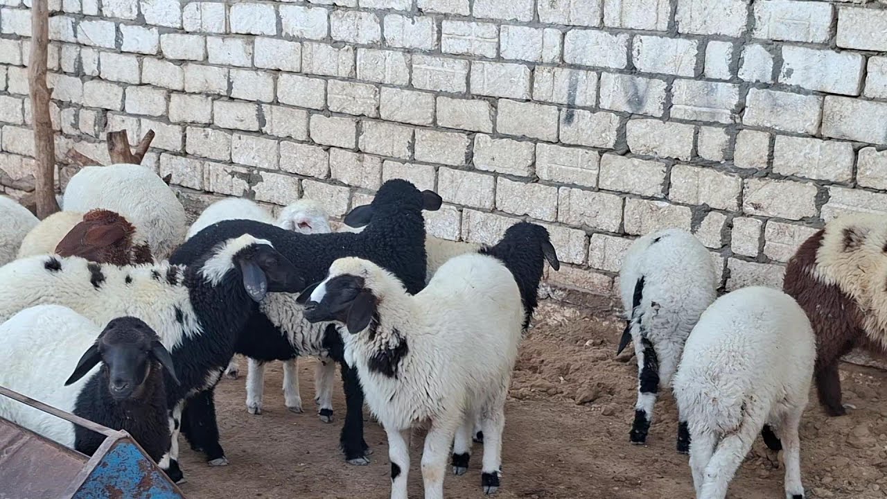 تربية الاغنام في المنزل⛔نصائح مهمة لن يخبرك بها أحد
