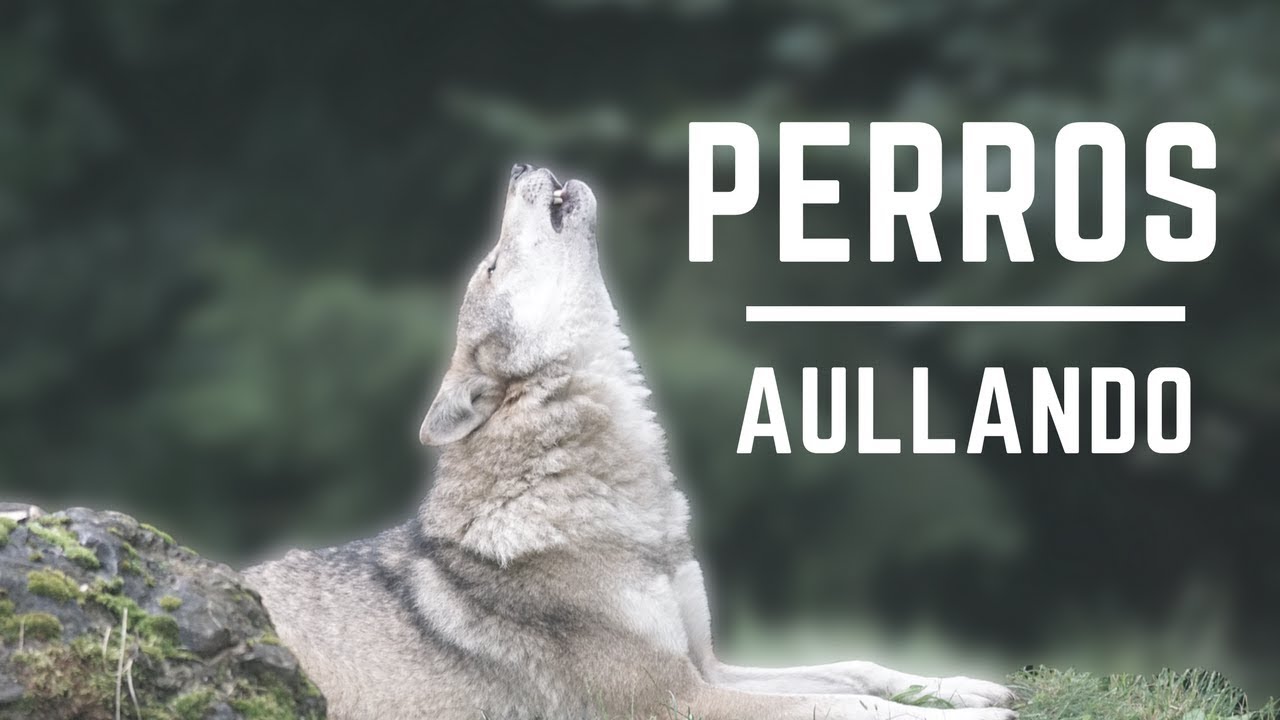 Perros Aullando Fuerte - Perros aullando como lobos- Aullidos de Perros- Sound effect