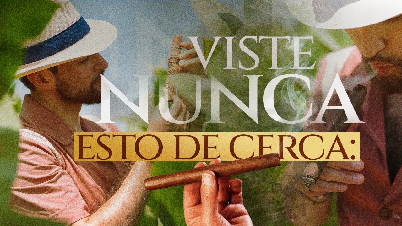 ¿Cómo es una planta de tabaco? Hojas, partes y su impacto en el puro