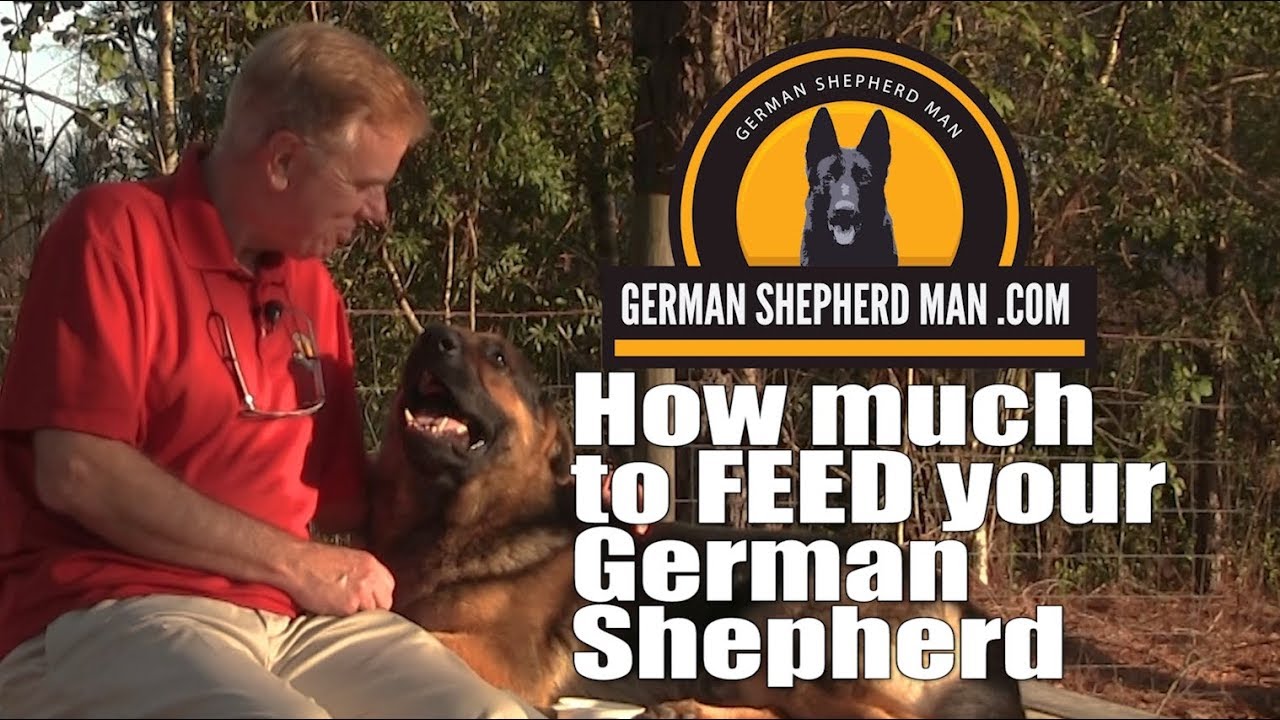 Right amount to feed a German Shepherd puppy with GSM & Big Don