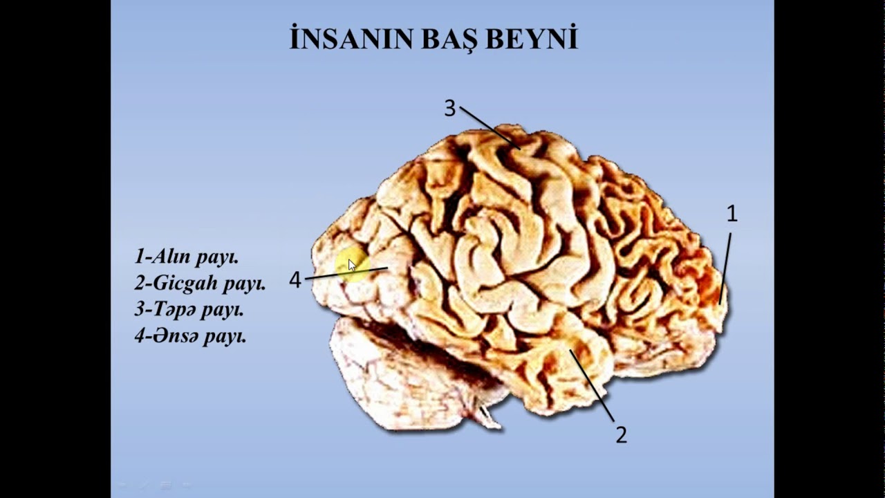 61 İNSANDA SİNİR SİSTEMİ
