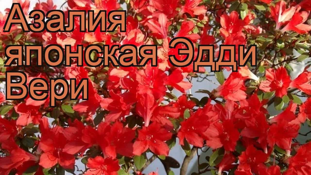 Азалия японская Эдди Вери (azalea japonica addy wery) 🌿 обзор: как сажать, саженцы азалии Эдди Вери