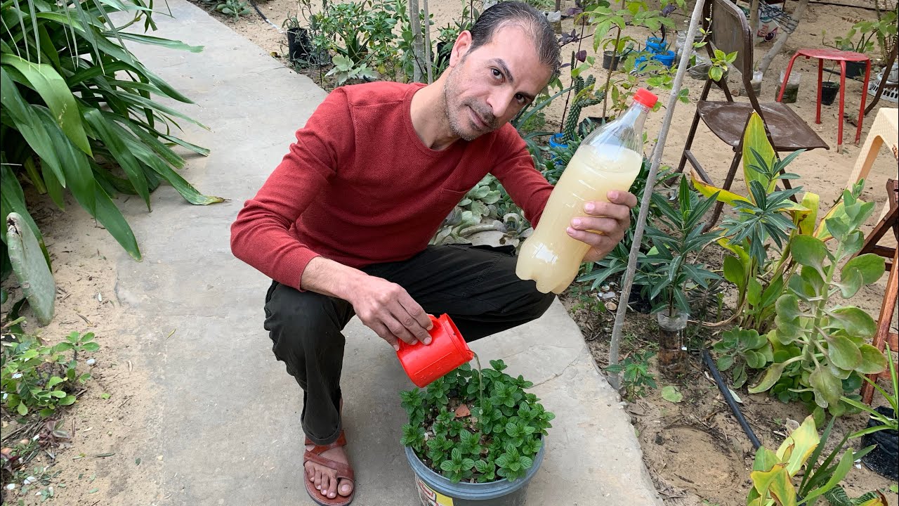 هل الخميرة والعسل الاسود سماد فعال حقًا للنبات؟ شاهد تأثيره علي النباتات والطريقة الصحيحة للاستخدام