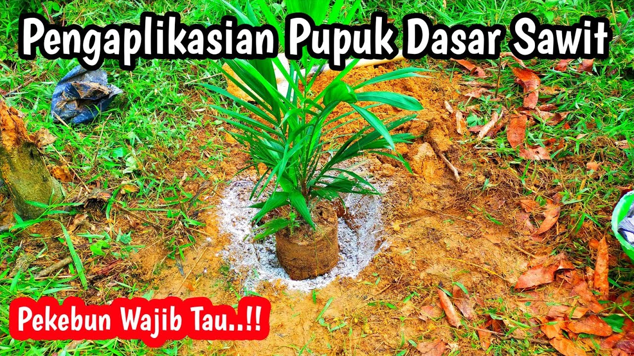 Pengaplikasian Pupuk Dasar Sawit Untuk Lubang Tanam