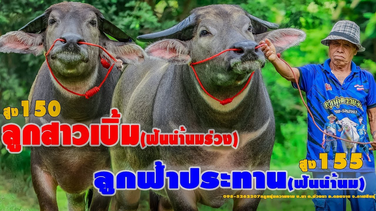 💥เด็ดมาก🏆ลูกฟ้าประทาน155ลูกสาวเบิ้ม150📍098-5262207ครูหนุ่มควายงาม บ.นา ต.ม่วงนา อ.ดอนจาน จ.กาฬสินธุ์
