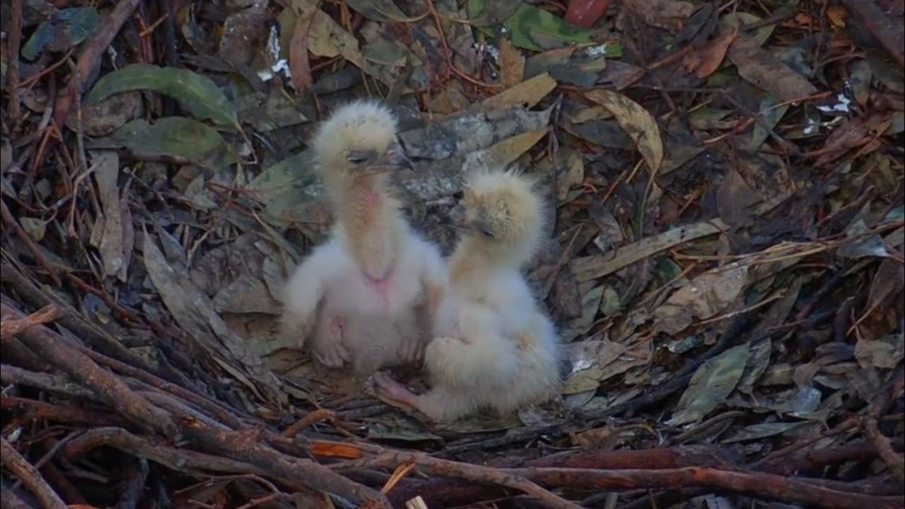 Small eaglet want to take revenge from Big eaglet | Sea-EagleCAM | Aug 19, 2025