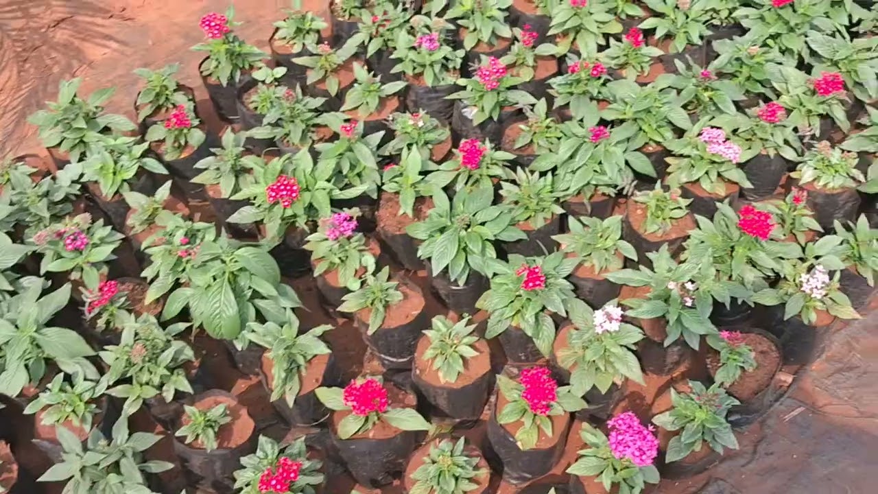 ग्रीन ग्रास विनोद नर्सरी हर प्रकार का फूल पौधा आपको मिलेगा