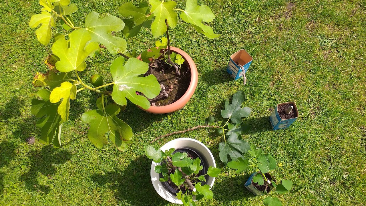 Feigen einfach vermehren - klappt immer 😃👍👩‍🌾👨‍🌾