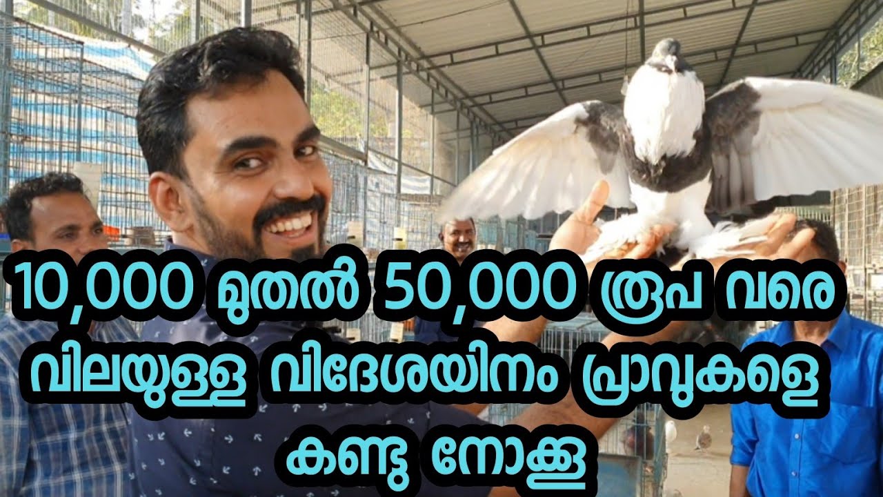 പറവ,വിദേശയിനം ഫാൻസി പ്രാവുകളുടെ ശേഖരണവുമായി gulf pigeon  farm ,feroke , kozhikode