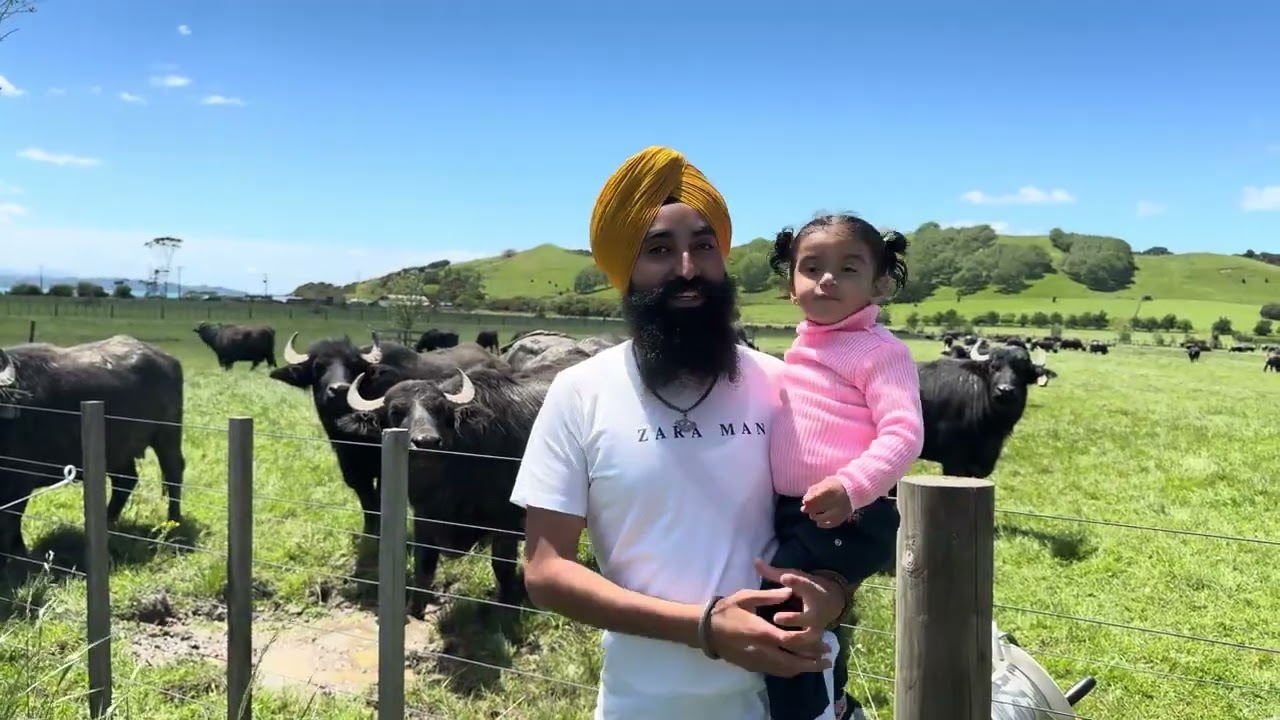 ਪਹਿਲੀ ਵਾਰ ਏਨੀ ਨੇੜਿਓ ਮੱਝਾਂ ਦੇਖੀਆ   newzealand buffaloes   ExploreNZworld