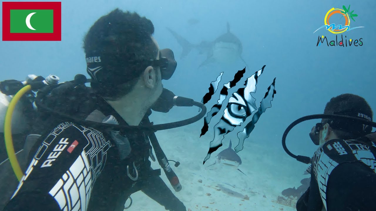 ¡INMERSION DE TIGRE! ¡Buceando en Maldivas con tiburones tigre! Fuvammulah - Islas Maldivas