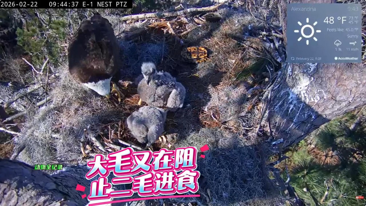 3号2雕巢：大毛故技重施，又在阻止二毛进食