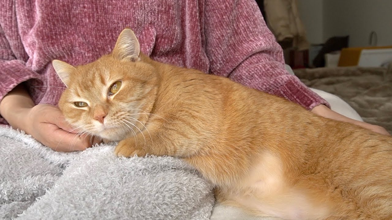 ママとひなたぼっこしてた猫に悲劇が！！？-A tragedy for a cat crazy about mom ...-