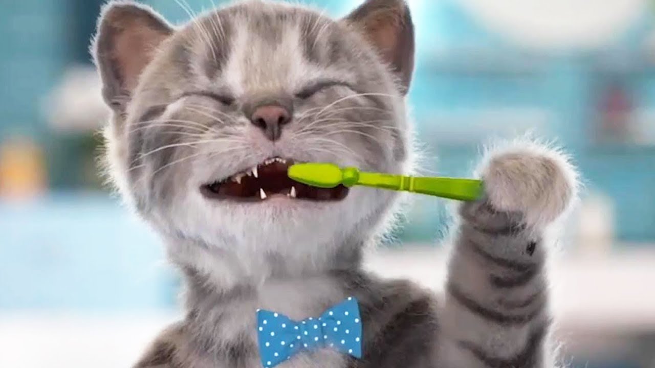 Lindo Gatito Preescolar - Educaci&oacute;n de animaci&oacute;n dibujos animados | Cap&iacute;tulo 1
