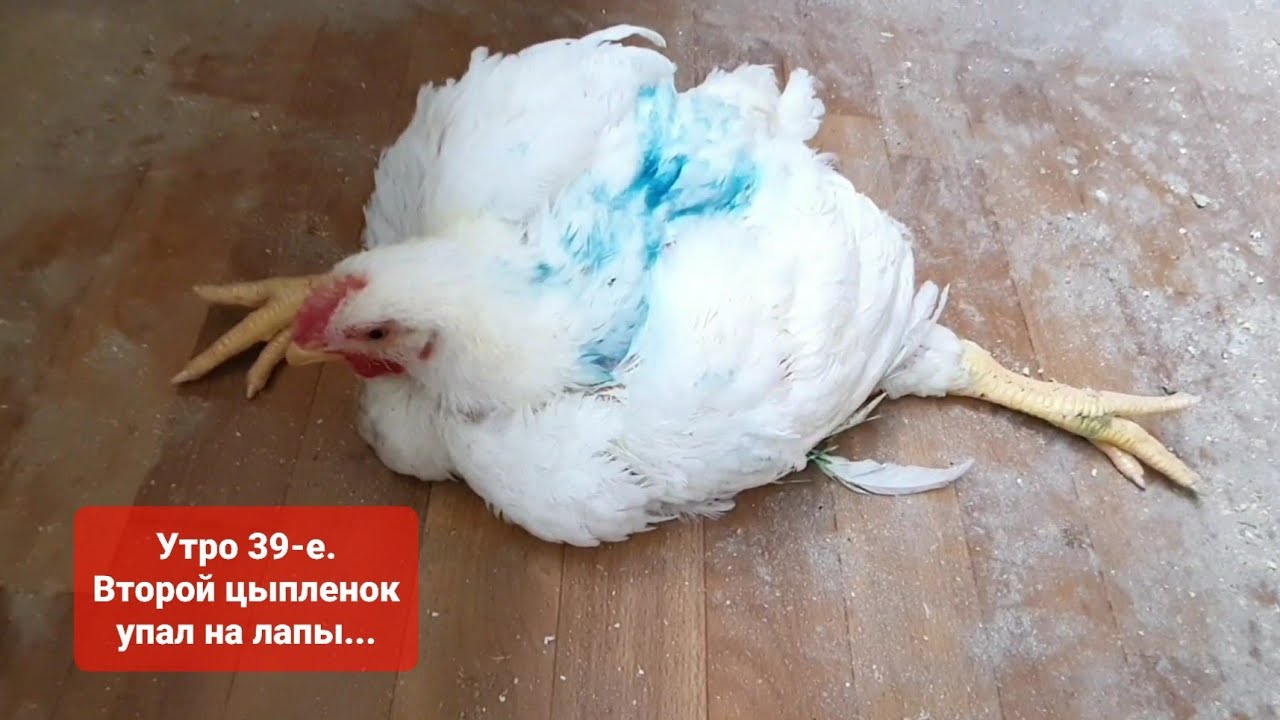 Утро 39-е. Выращивание бройлеров росс 308. Что делать, цыпленок бройлера, петушок упал на лапы???