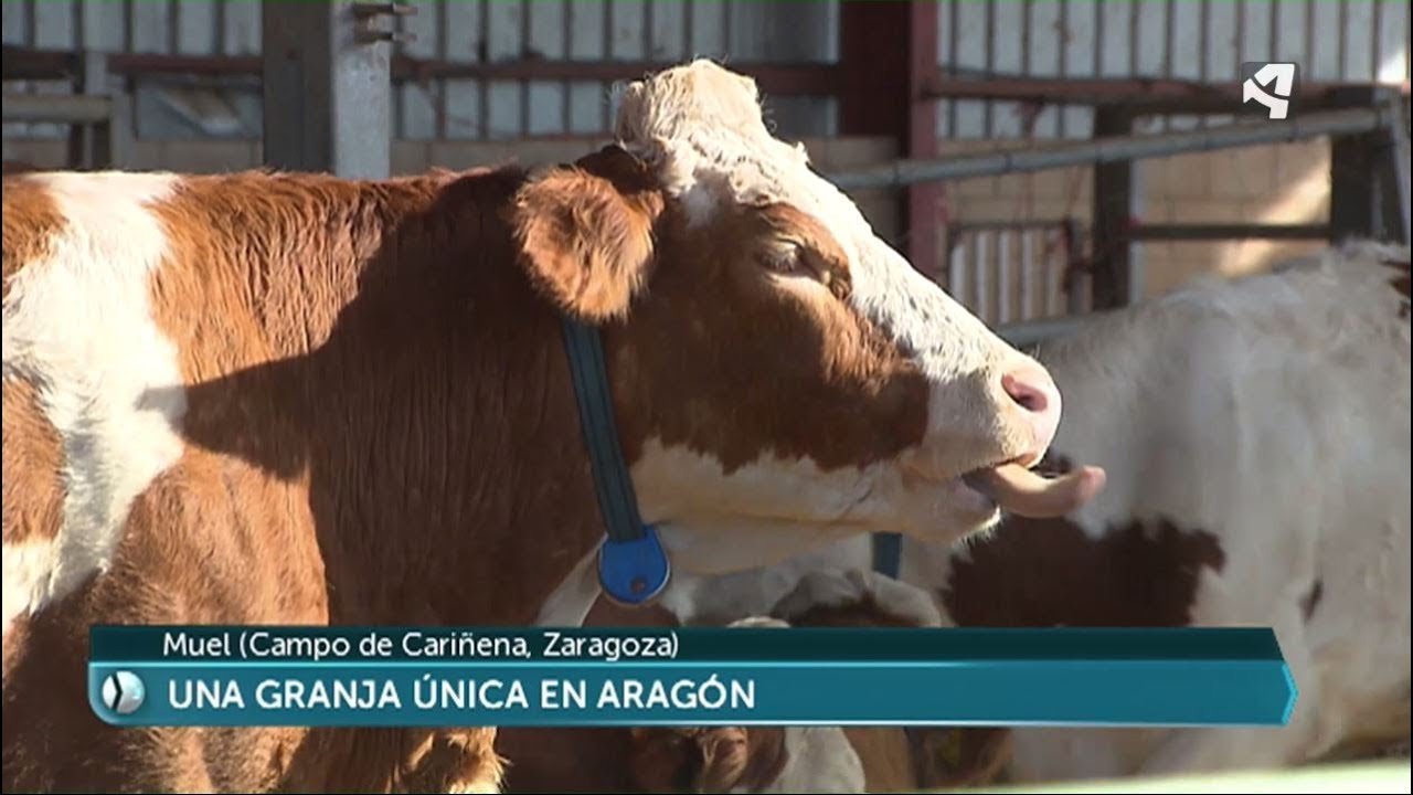 Una granja única en Aragón