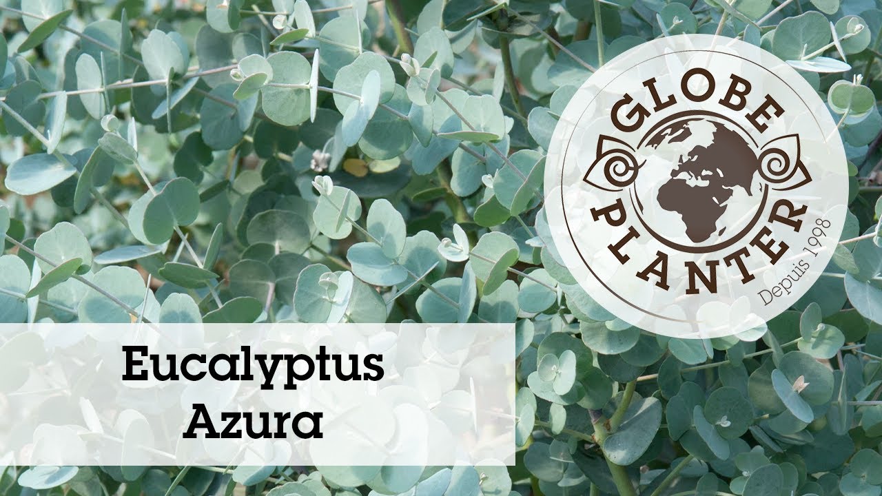 Azura : Le seul eucalyptus résistant au froid