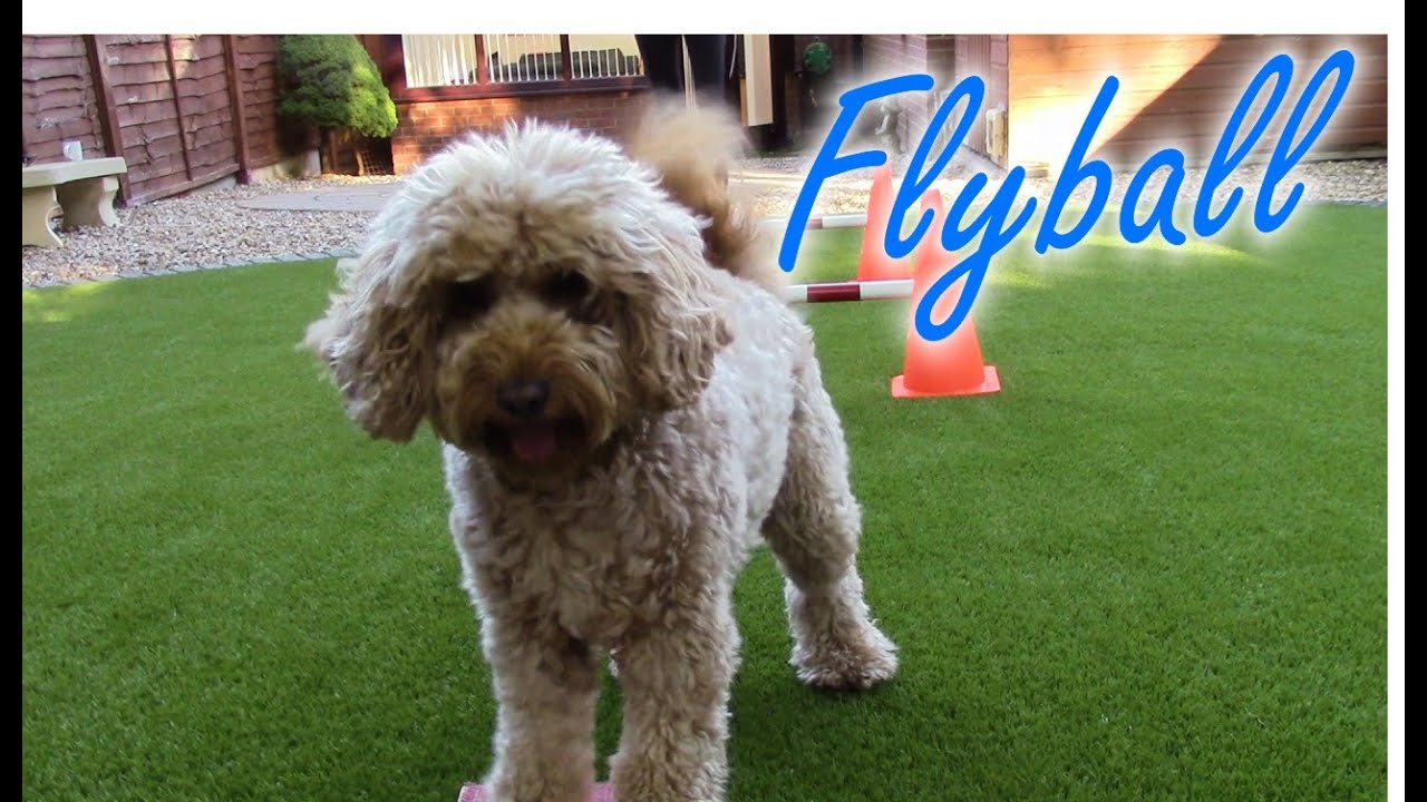 Flyball Fun - Cockapoo Training