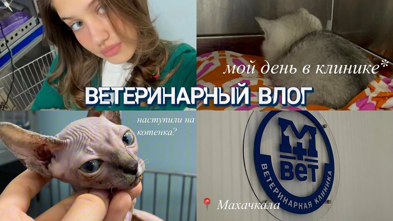 ВЛОГ💙|ВЕТЕРИНАРНАЯ СЕСТРА 👩🏽&zwj;⚕️🩺 |один рабочий день в вет клинике 🐈&zwj;⬛🐕#ветеринария#ветеринар#вет
