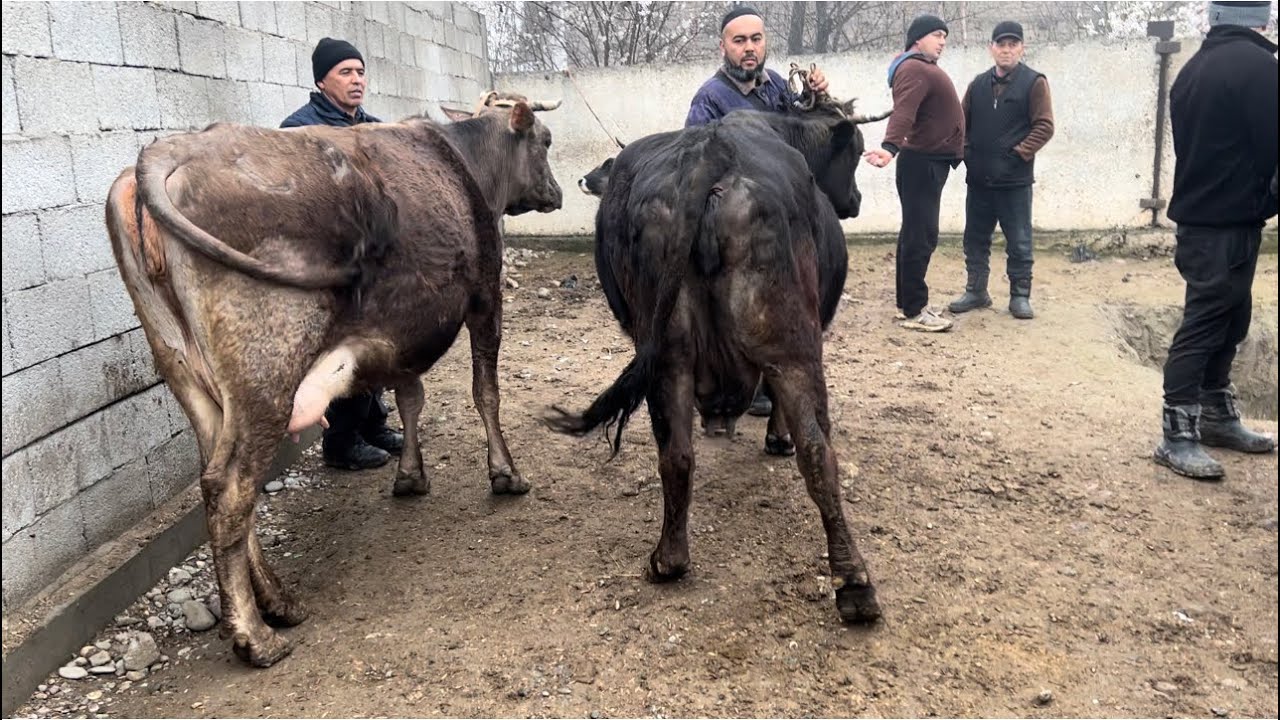 BALIQCHI CHORVA BOZORI BOGOZ SIGIRLAR NARXLARI марта 2026 г.