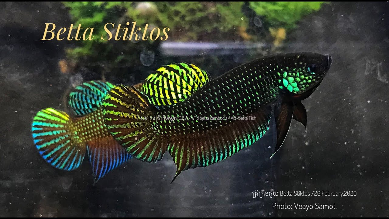 Wild betta Stiktos, original wild caught betta Stiktos from Steung Treng Cambodia