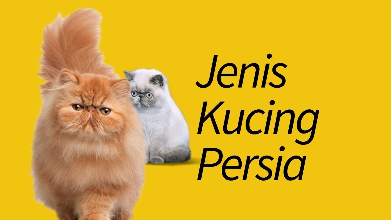 Jenis Kucing Persia&mdash;Dijamin Baru Denger!