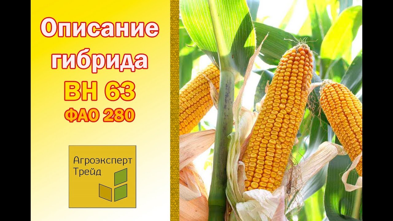 Кукуруза ВН 63 🌽 - описание гибрида 🌽, семена в Украине