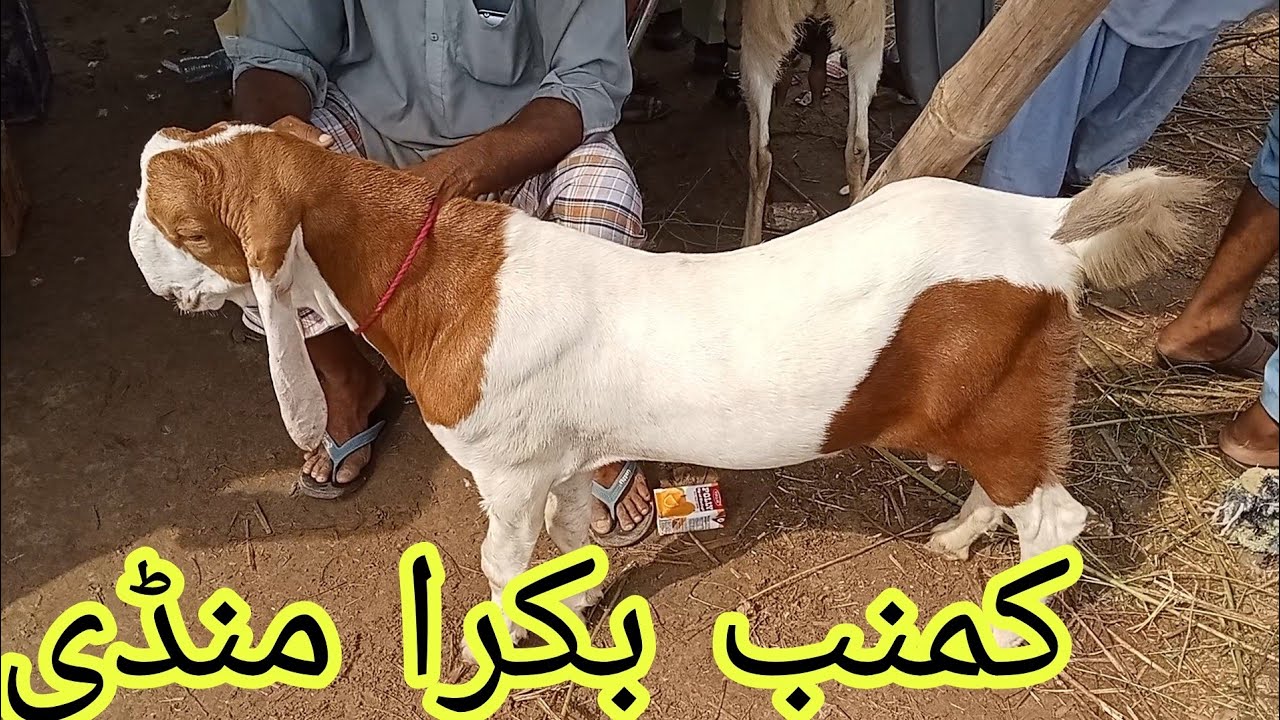 Kumb Bakra Mandi #2025 Karachi#qurbanvlogs #animals #eiduladha2025#lahore #islamicvideos #cattle