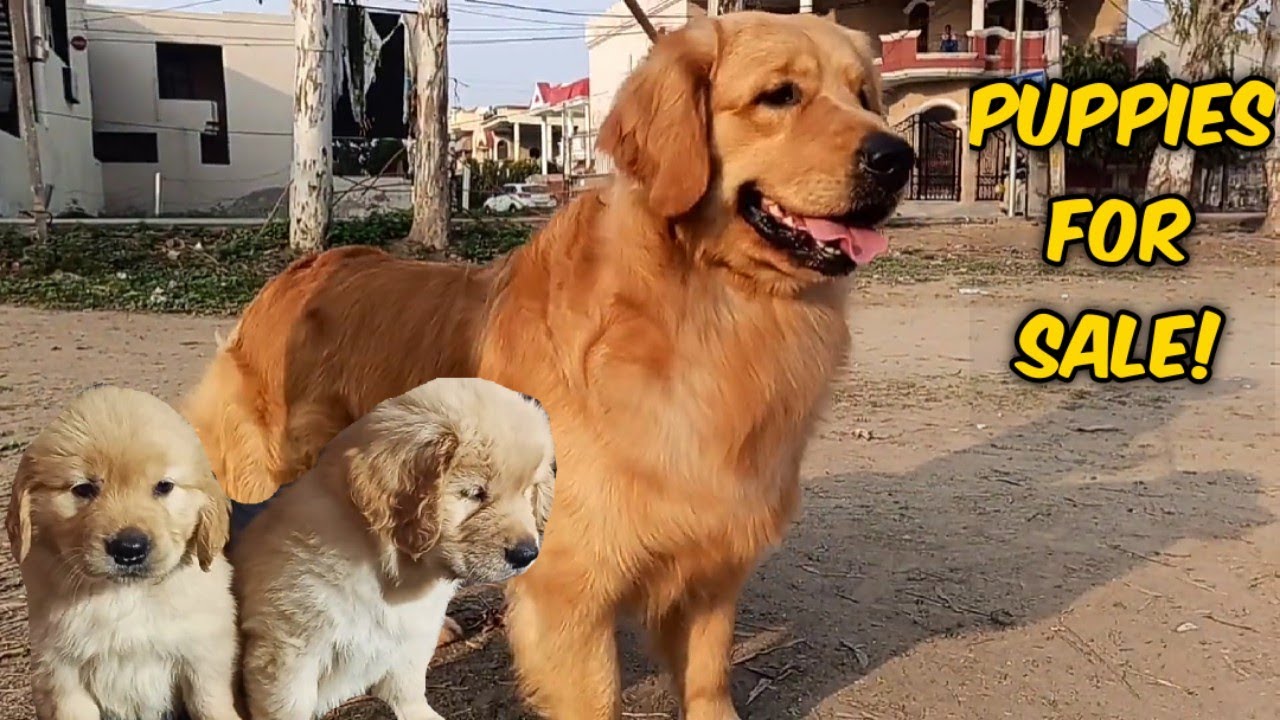 Golden Retriever Puppies For Sale Show Quality