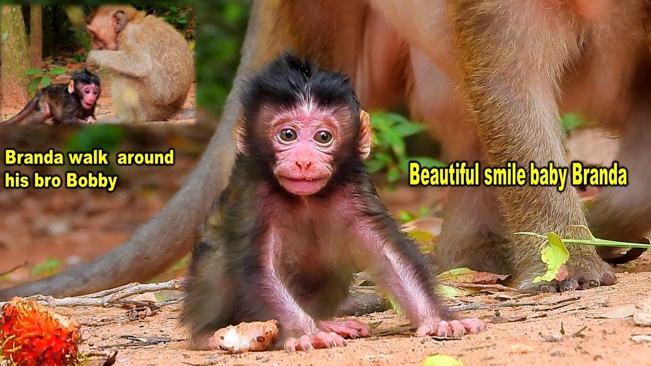 Really great newborn baby monkey Branda start walk first time to his Bro Bobby