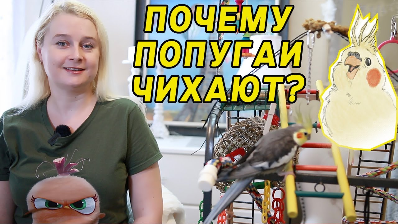 ПОЧЕМУ ПОПУГАИ ЧИХАЮТ? СТОИТ ЛИ ВОЛНОВАТЬСЯ О ЗДОРОВЬЕ ПИТОМЦА
