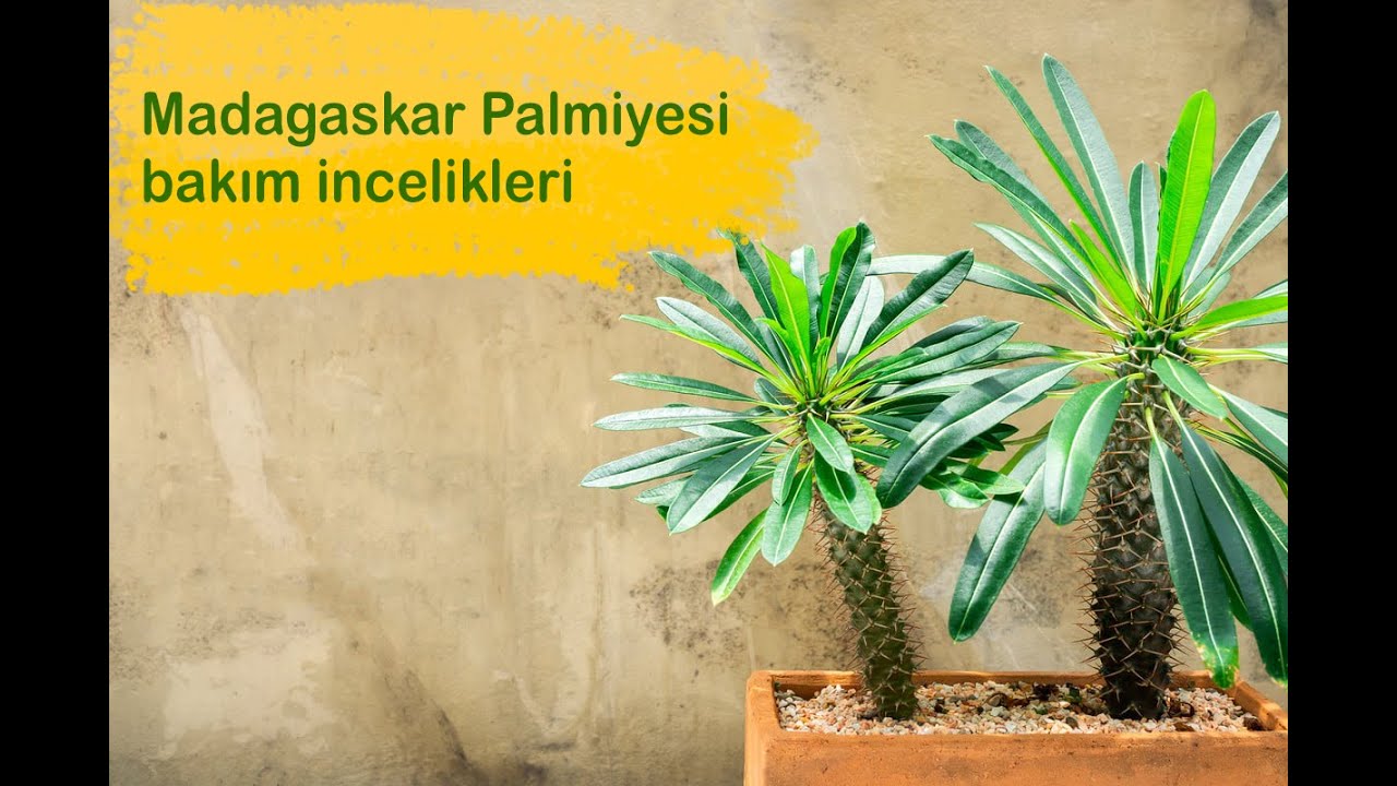 Pachypodium Lamerei - Madagaskar Palmiyesi bakımı