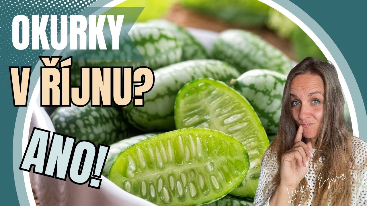 Okurky v říjnu? ANO. Cucamelon, 