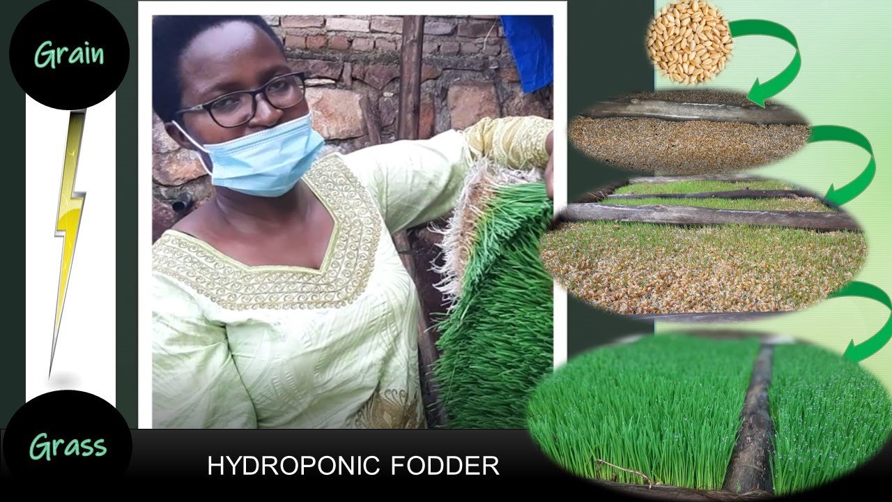 Ntibisanzwe Ubasha kweza ubwatsi mu minsi 8 gusa Hydroponic Fodder
