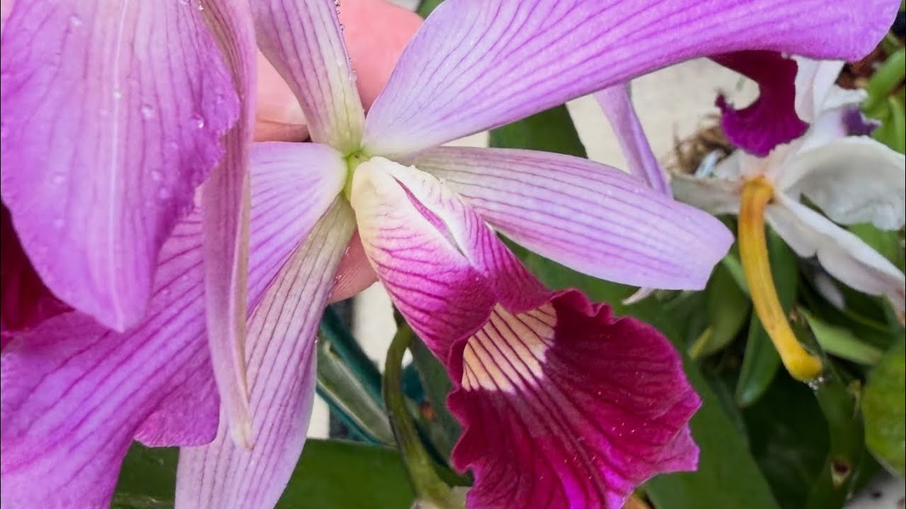 🌺Updates, Spikes, New Blooms and More - Morning walk through the Orchids🌺