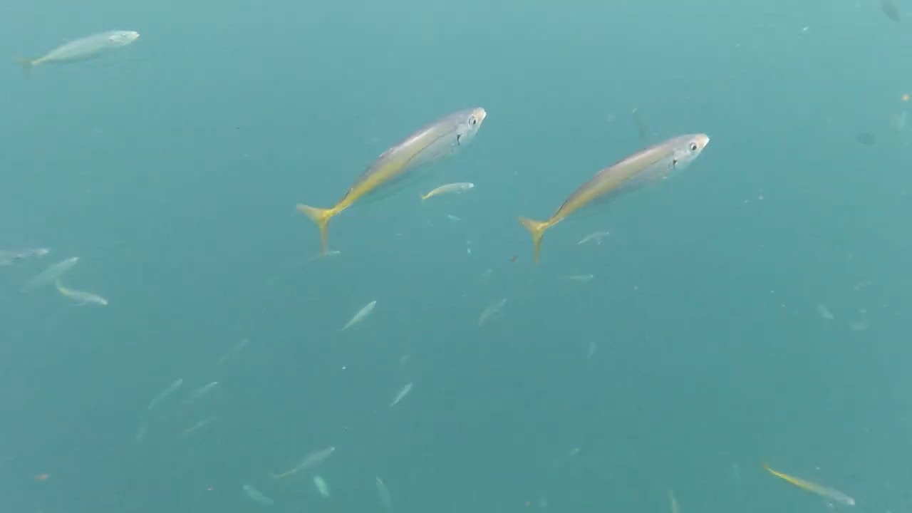 Poor knights marine reserve New Zealand