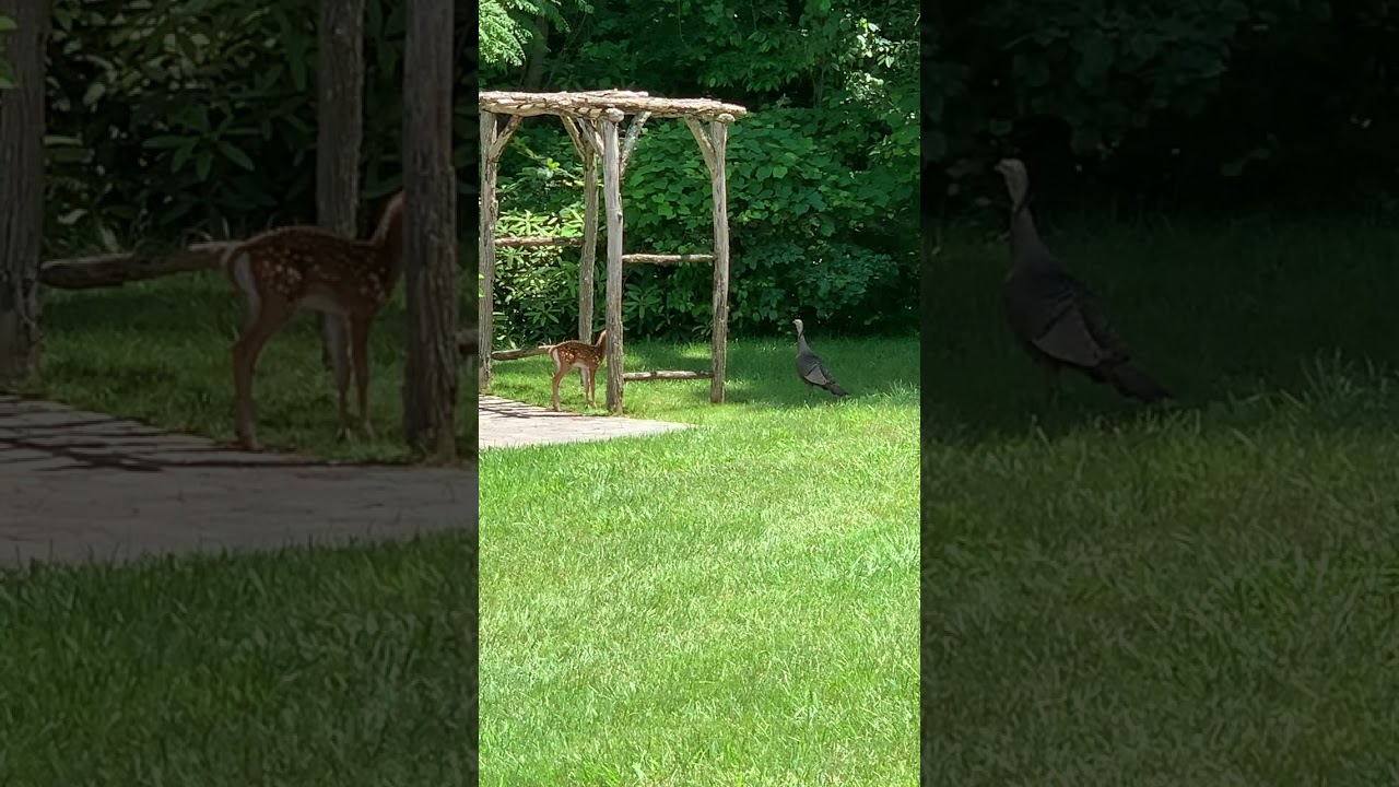 Turkey surprised a fawn #turkey #deer #cute #suprise
