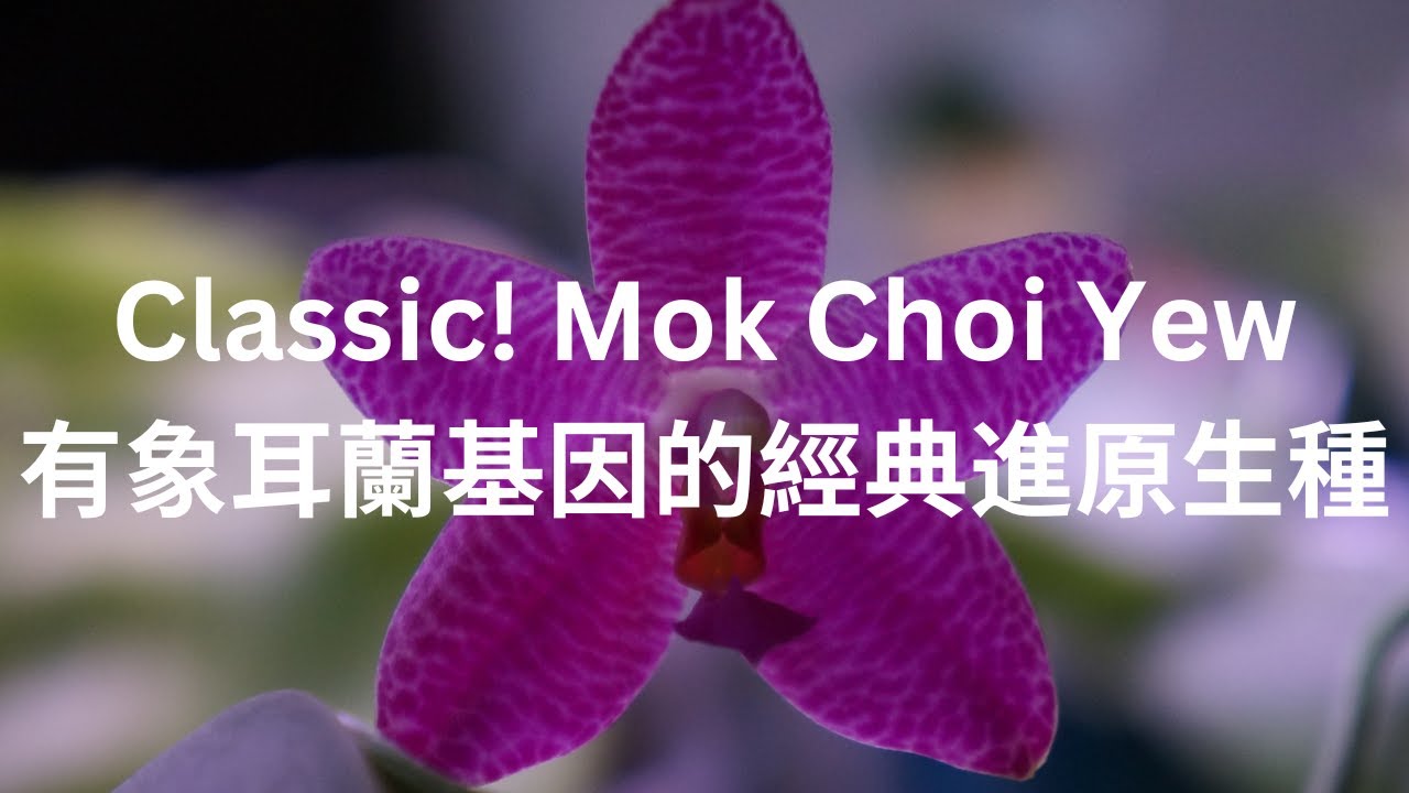 [CC/字幕] Comparing Mok Choi Yew (gigantea x violacea) & Gigabell (gigantea x bellina) | 象耳蘭近原生種