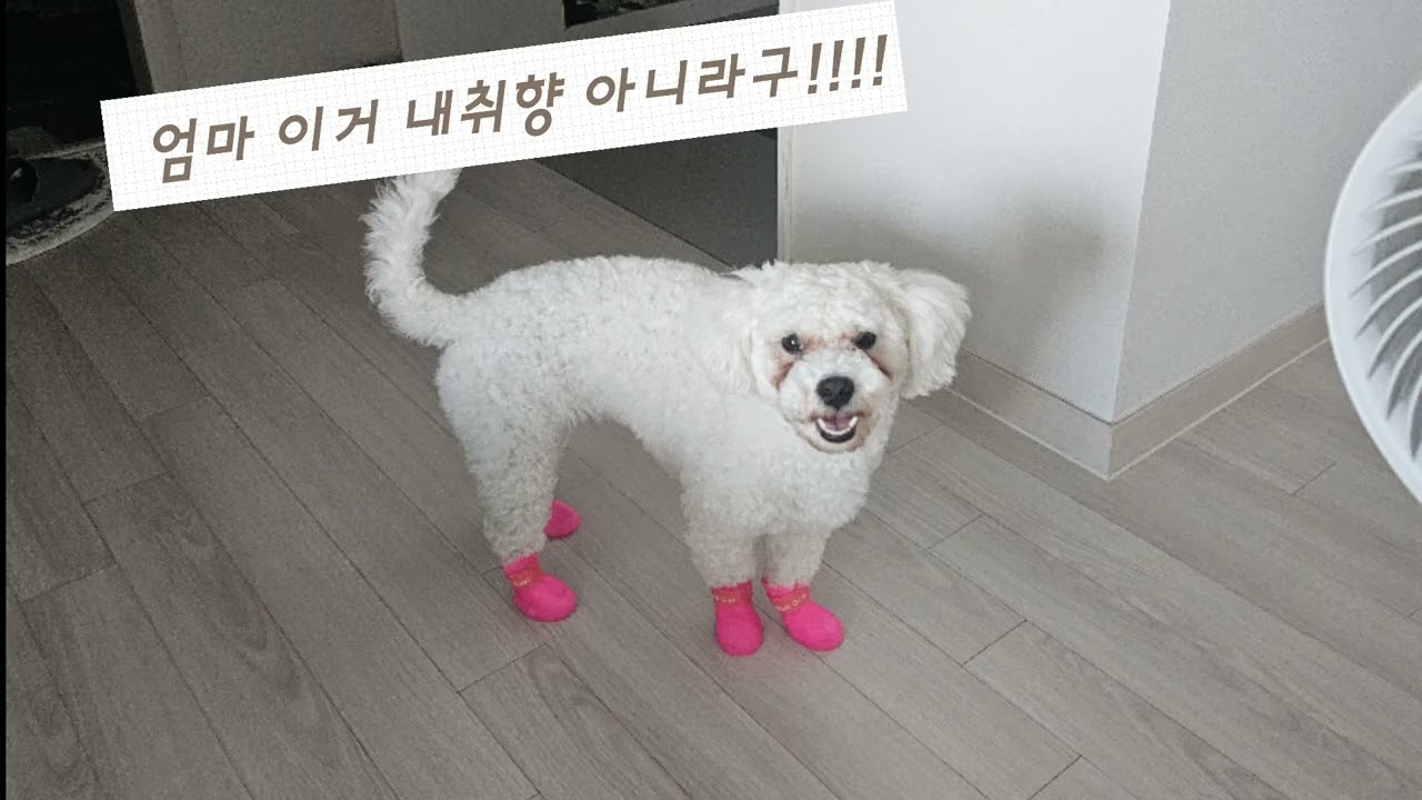 우리세깽이 크림이💕#유기견보호소 #반려견 #비숑 #가족입니다 끝까지책임지세요 #사지마세요입양하세요#유기견입양