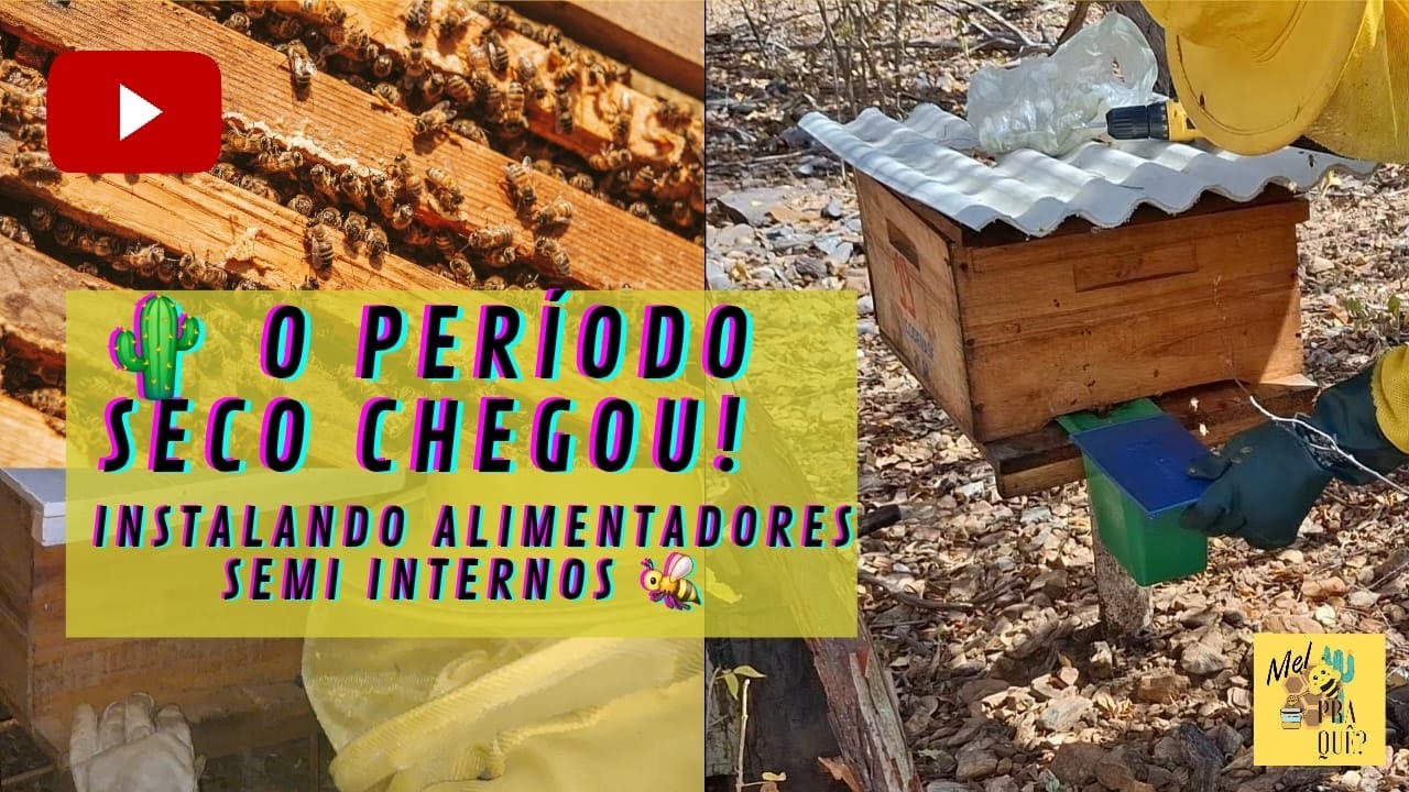 🌵 O Período Seco Chegou! Instalando Alimentadores Semi internos 🐝