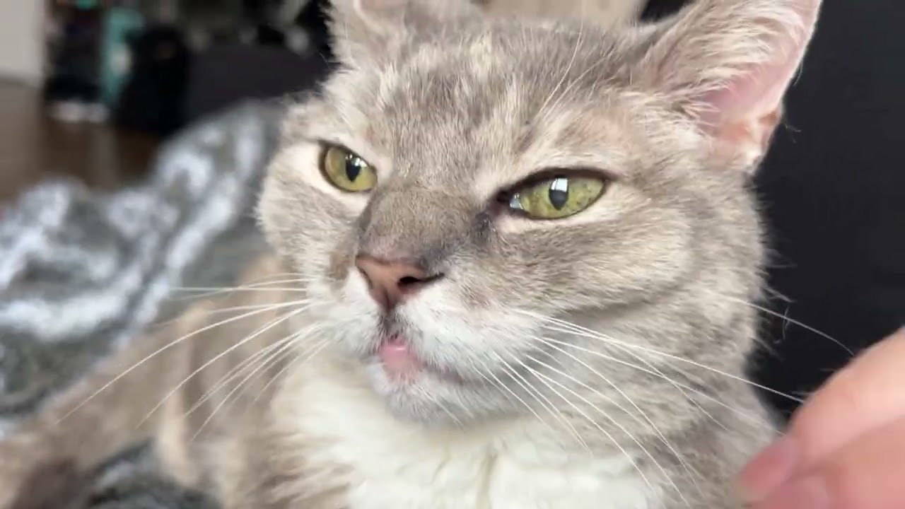 Palliative Care Update: Cuddles, Pets, Catnip, DAD! | BilliSpeaks