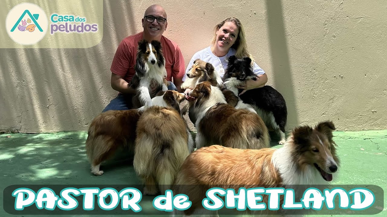 Pastor de Shetland: O Cão Inteligente Que Você PRECISA Conhecer!