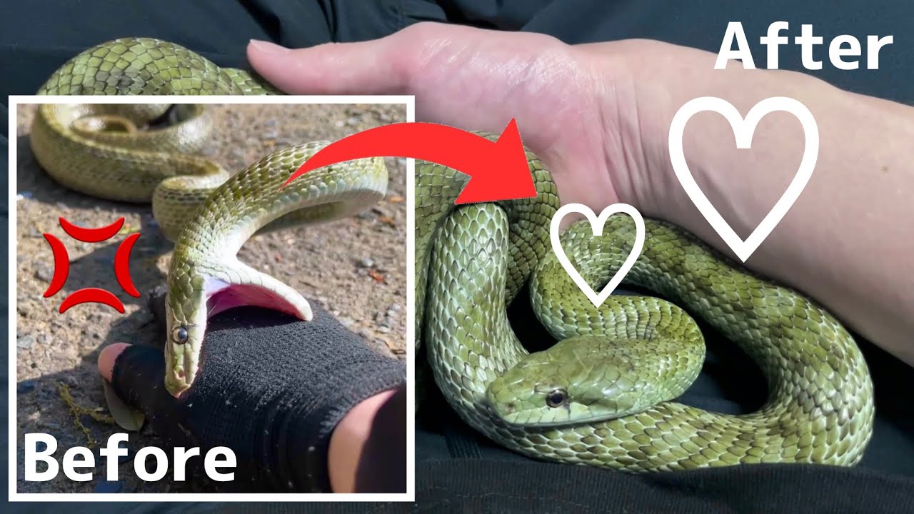 野生の凶暴ヘビはうちに来て3日後にこうなります　rat snake