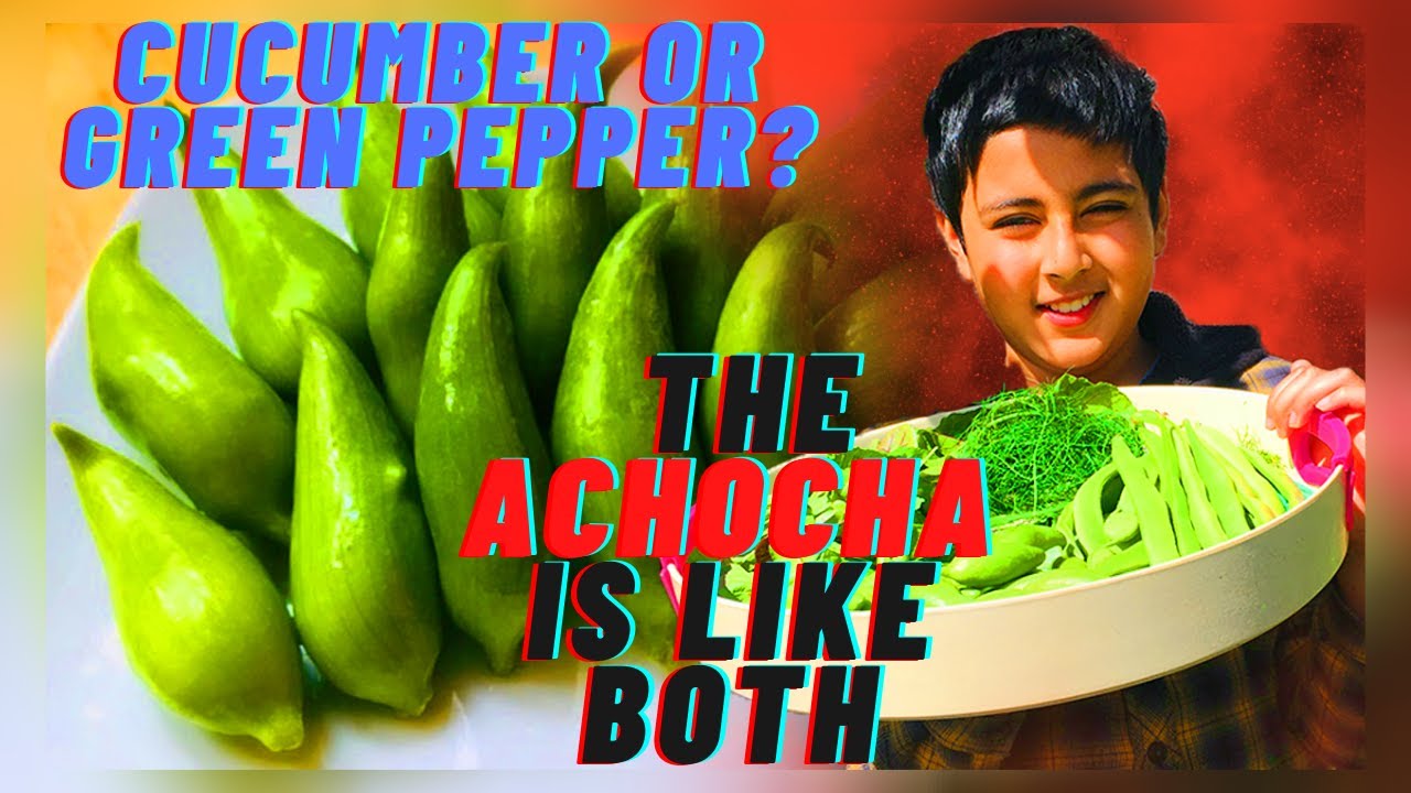 Achocha harvesting, growing and tasting. A new kind of wild cucumber, amazing vegetables.