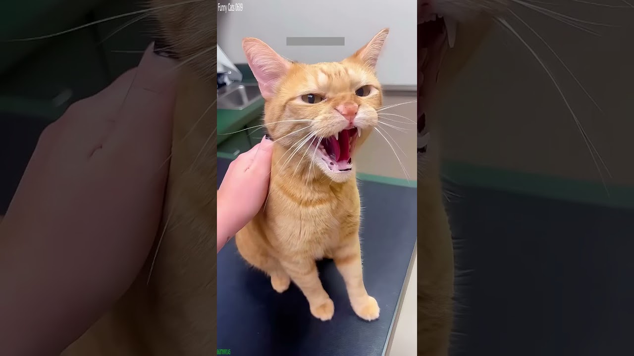 Cute Cats 🐕 funny cats compilation 🐱 # #5097