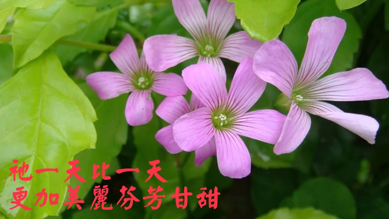 6 更加甘甜(精典聖歌100首6主與我)